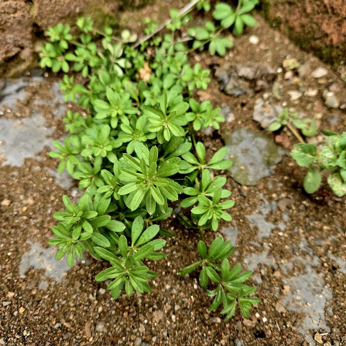 𝒵𝒶𝒸𝓀 tweet media