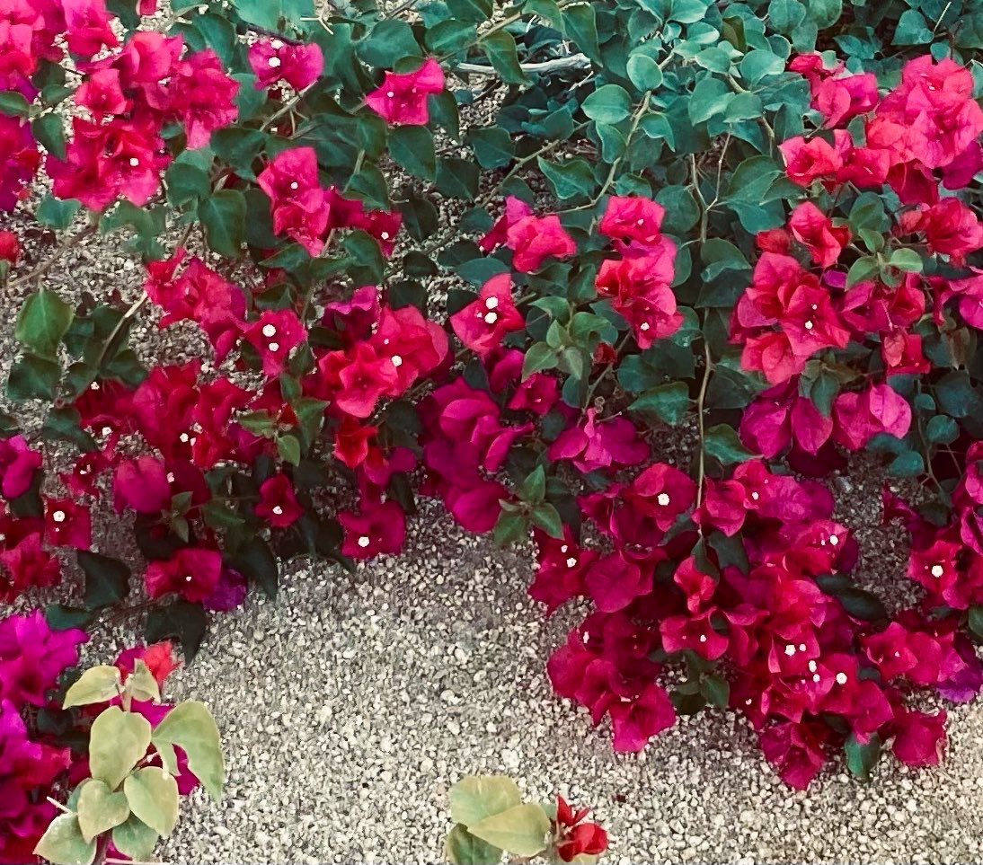 NaturesPatterns's tweet image. Emotional support #flowers: Palm Springs, CA, near PS Art Museum

#sunday #floral #photographie