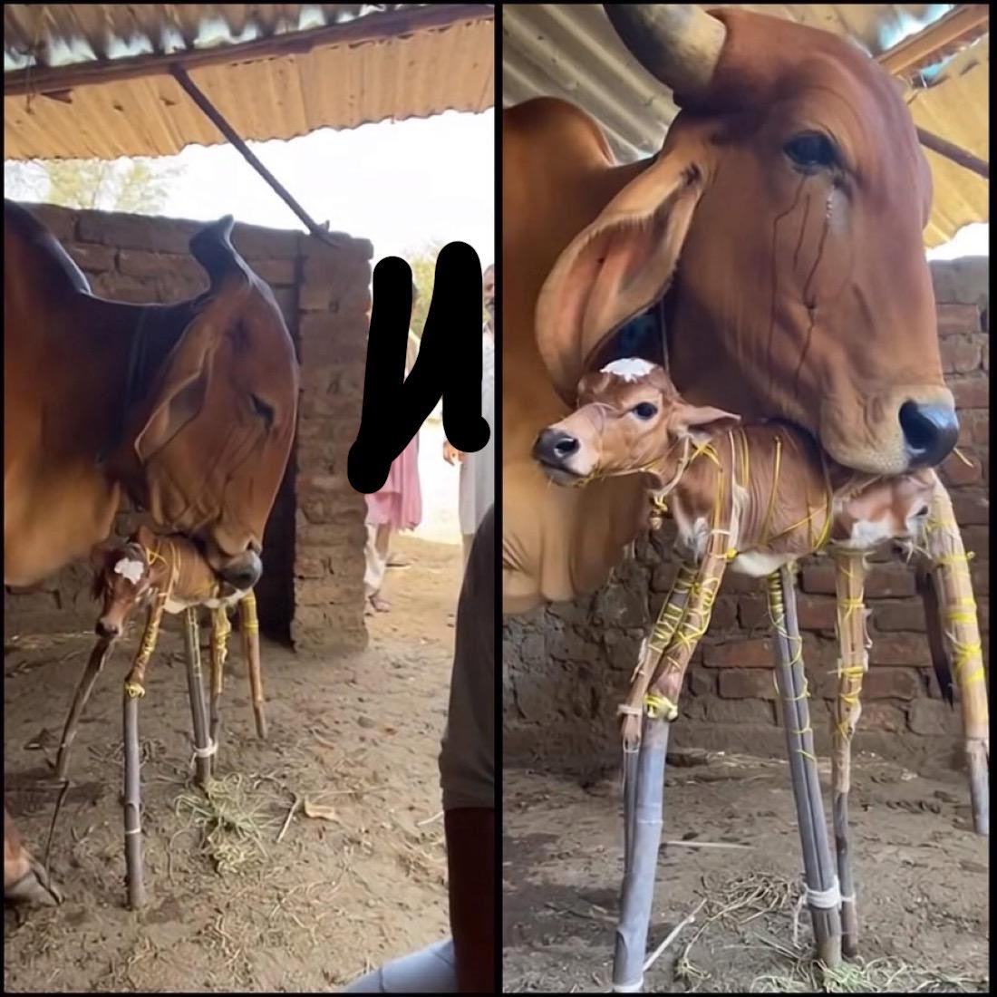 maram 🦩 tweet media