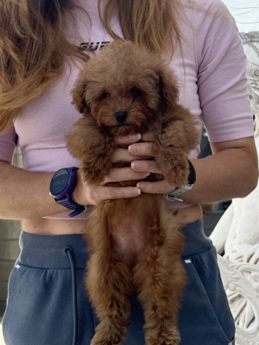 Say Hello to Mika, my new puppy 🐶