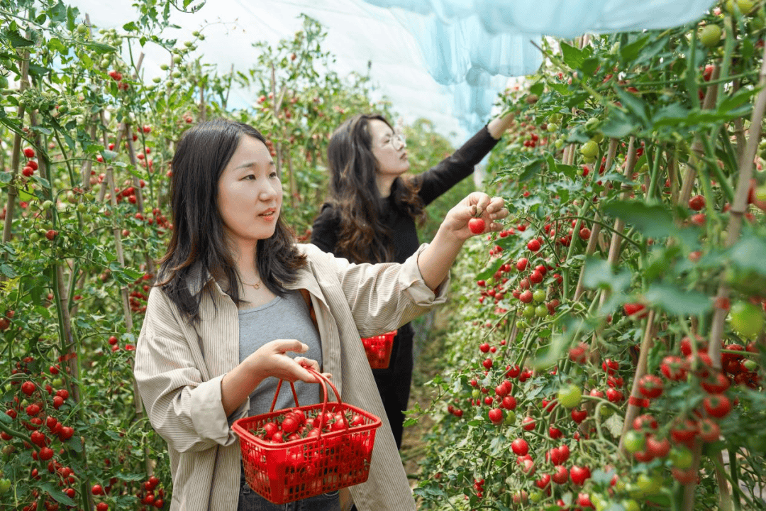 reginaldpriya's tweet photo. Taste Test Alert   Tried the organic cherry tomatoes from @GreenHarvestMarket—sun-ripened, sweet with a hint of tang, and bursting with juice (no mealy centers!). Perfect for salads, snacking, or roasting. Bonus: zero plastic packaging!  #OrganicProduce #FreshFind https://t.co/0swV7DZfWr