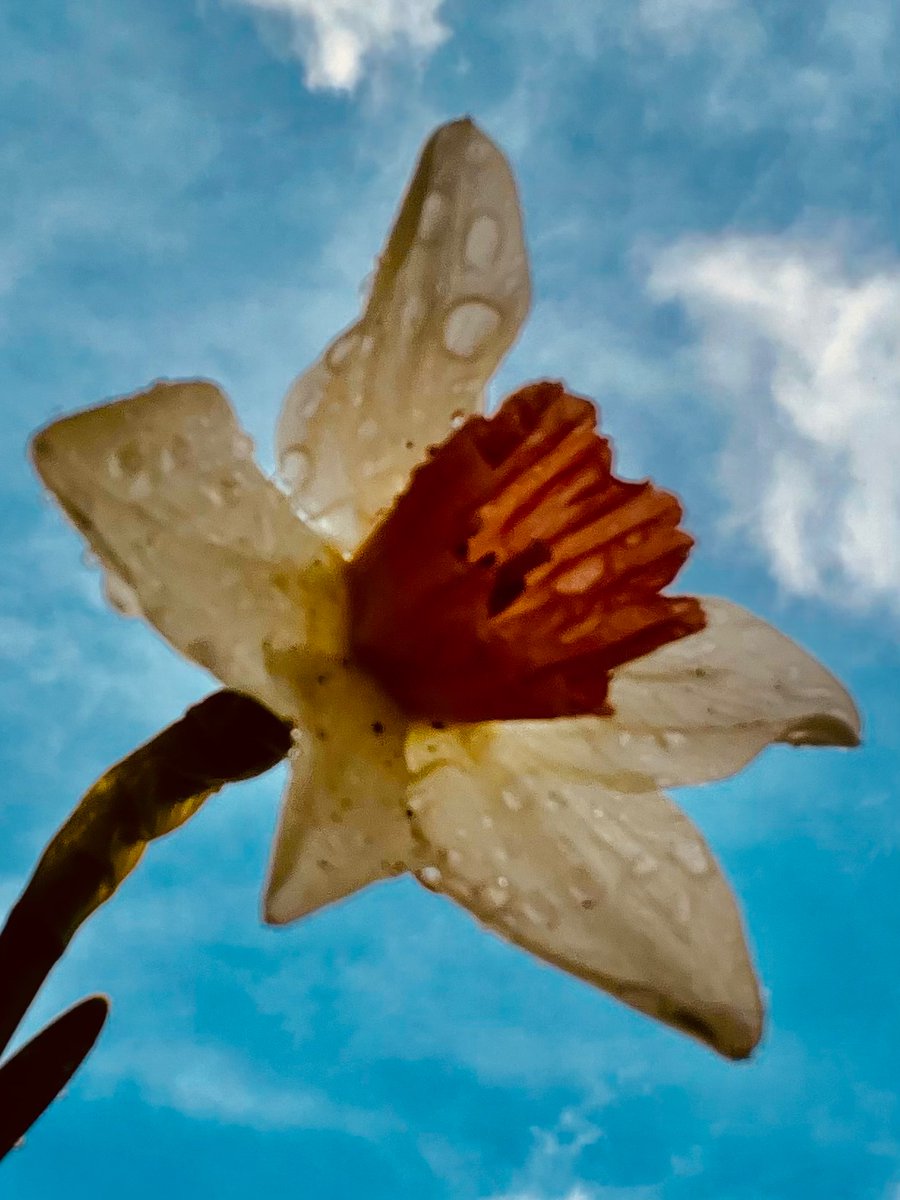 eadams_eadams's tweet image. constant drumming
low &amp;amp; steady
feeling a million drops
playing staccato
on skin 
water running rivulets 
down
finding stillness
pooling around
warmth
resting on
shallow ground
a spring storm
giving something real
to feel
a shift
in atmosphere 

#vss365 #water