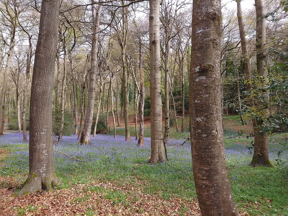 A look back at Saturday’s beautiful walk at Peppard Common! 🌲✨

The highlight of the trip was the stunning carpet of bluebells it was a pleasant surprise to see so many in bloom! 💜

#ukwalks #rambling #countrysidewalks #walking #ukramblers