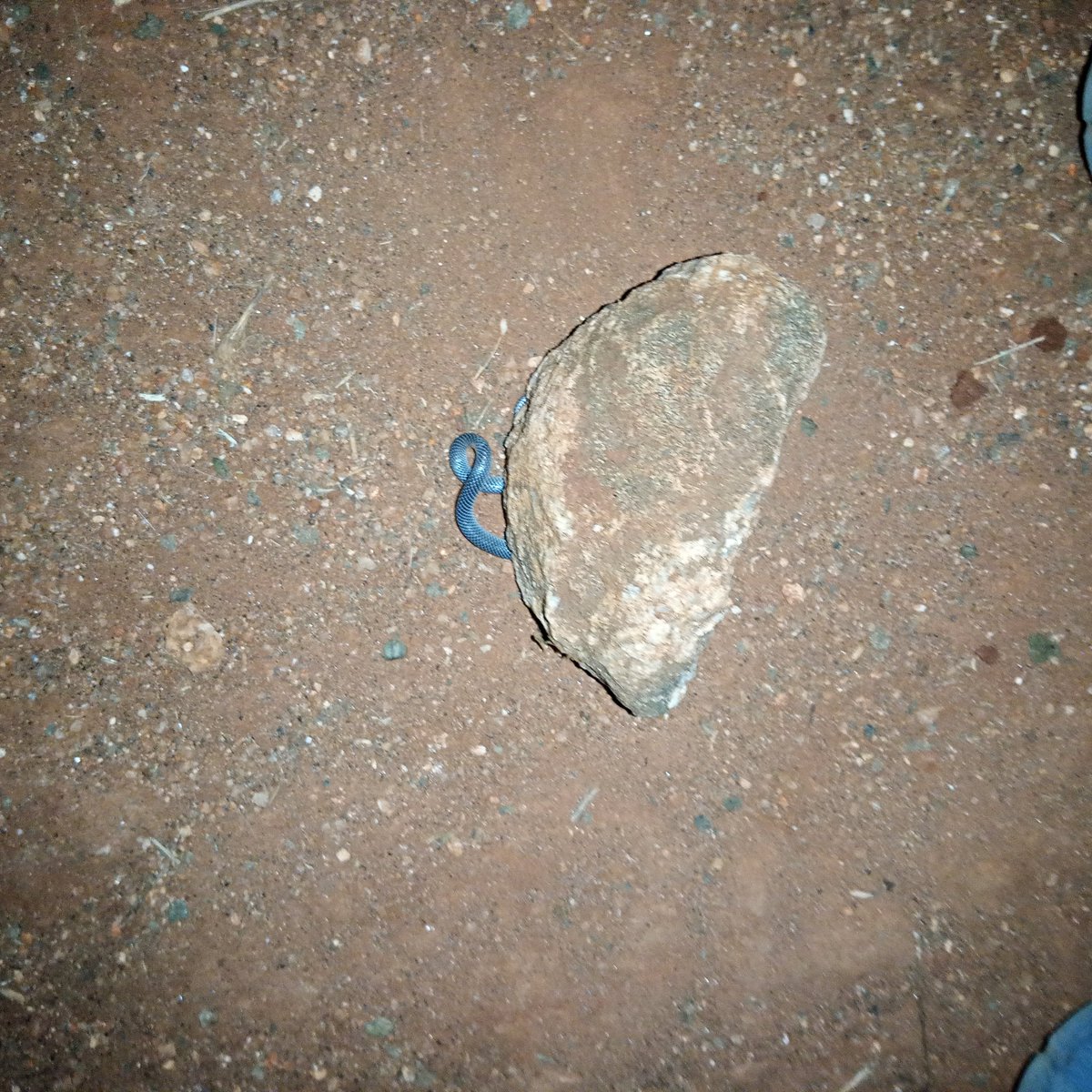 Gidi🍃 tweet media