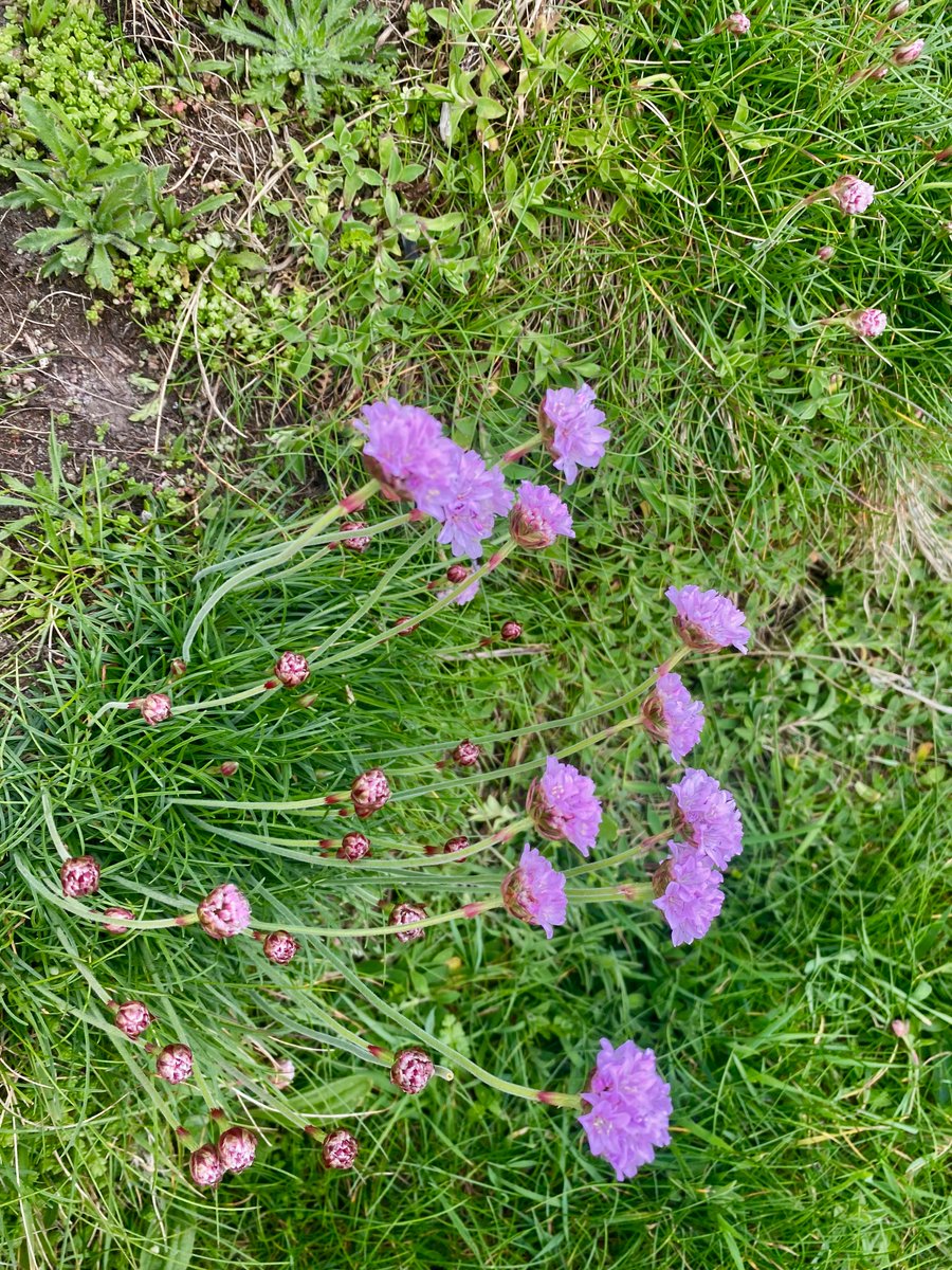 bakrim2000's tweet image. From my afternoon walk.
#Walking 👣 #cornwall