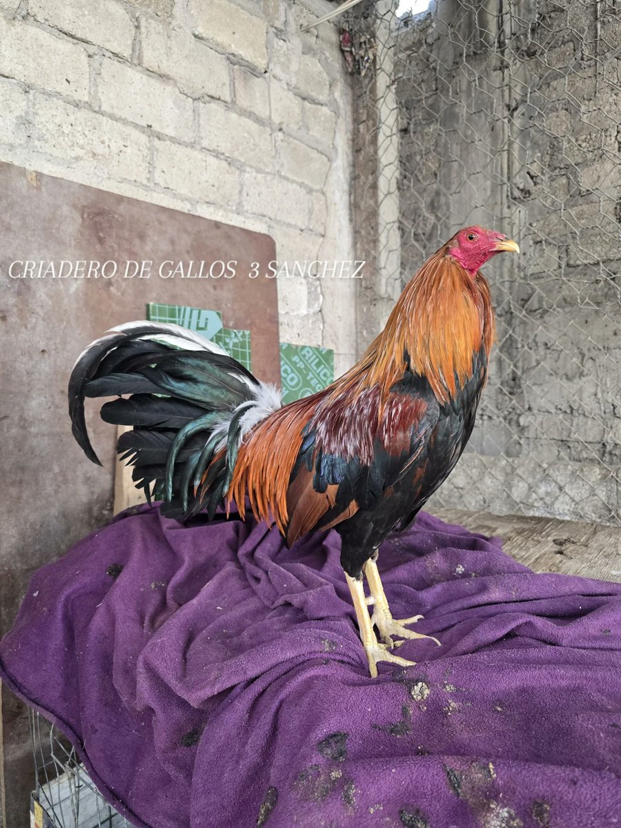 3Sanchezzz's tweet photo. ✨💯 🐓Pura Chulada 🔥🔥🐓
💯CRIADERO DE GALLOS 3 SANCHEZ💯
👋🐥💎🐓let's go up✈️🐓
#gallos #gallosdepelea #gallosfinos💯 #gallosdecombate #3sanchezzz https://t.co/EQTgTMJ7K1