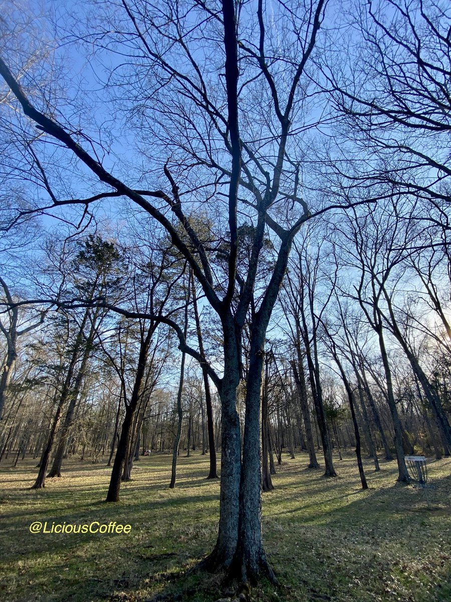 's tweet image. Good afternoon🌎💝💫
👋🏽Hey SUNDay☕️🌞

#Sunday #funday #Relaxation days where We share photos of dual trunk🌳🌳0r 2 harmoniously intertwined.

💘 It’s🌳Art —  these 2 in the Park on a sunny day
#Nature #NaturePhotography #Photography #PhotographyIsArt #trees #Park #Sun #Sunshine