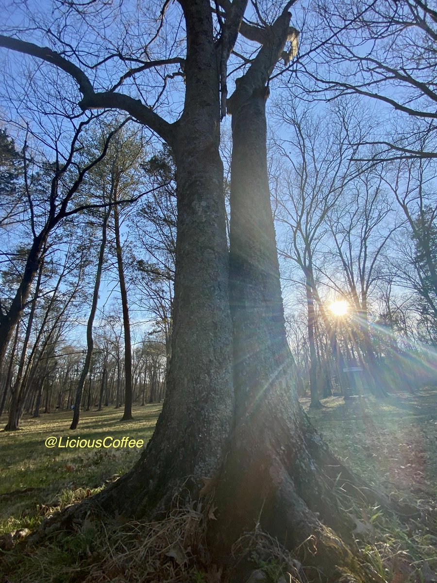 's tweet image. Good afternoon🌎💝💫
👋🏽Hey SUNDay☕️🌞

#Sunday #funday #Relaxation days where We share photos of dual trunk🌳🌳0r 2 harmoniously intertwined.

💘 It’s🌳Art —  these 2 in the Park on a sunny day
#Nature #NaturePhotography #Photography #PhotographyIsArt #trees #Park #Sun #Sunshine