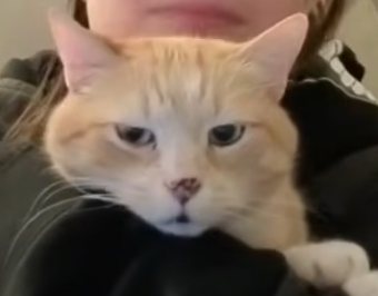 Lunchbox🐔💋 tweet media