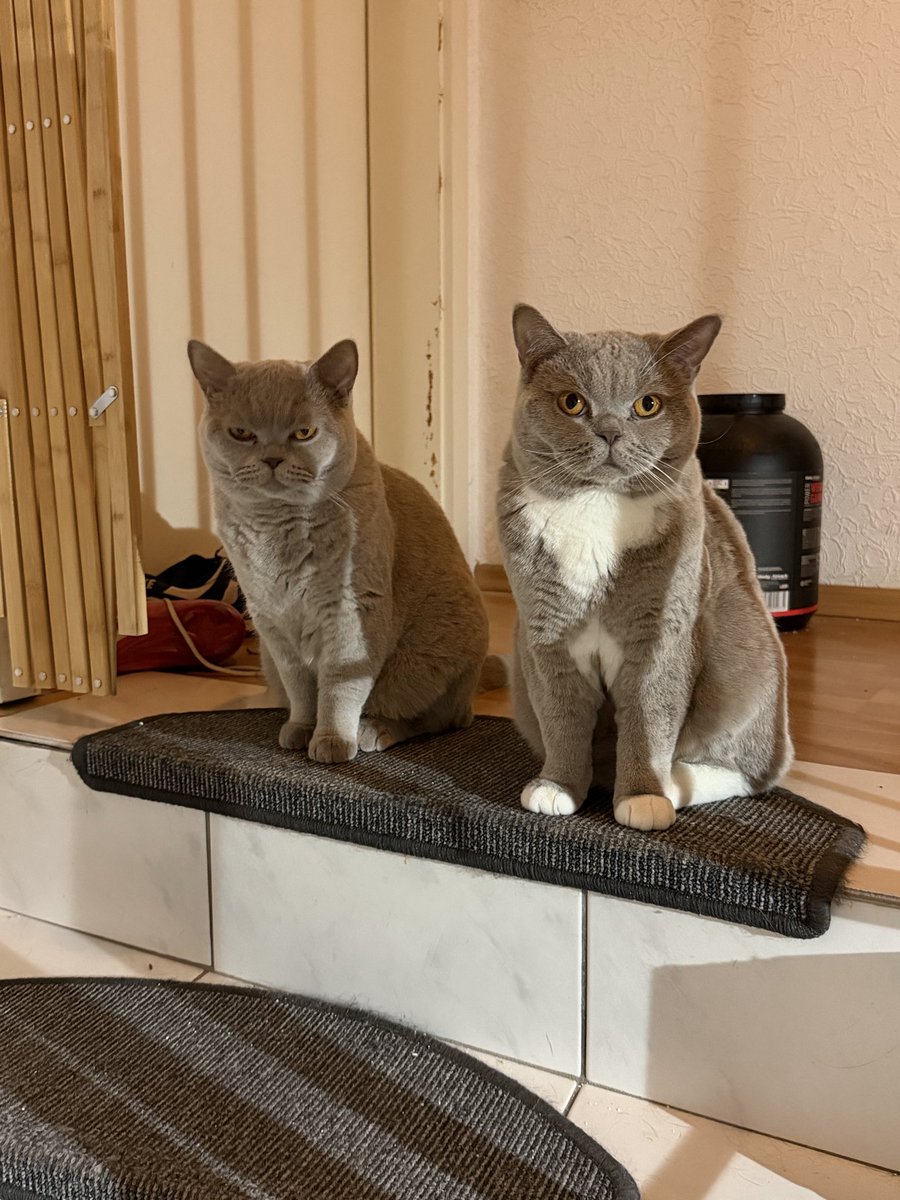 flex 𐤊 tweet media