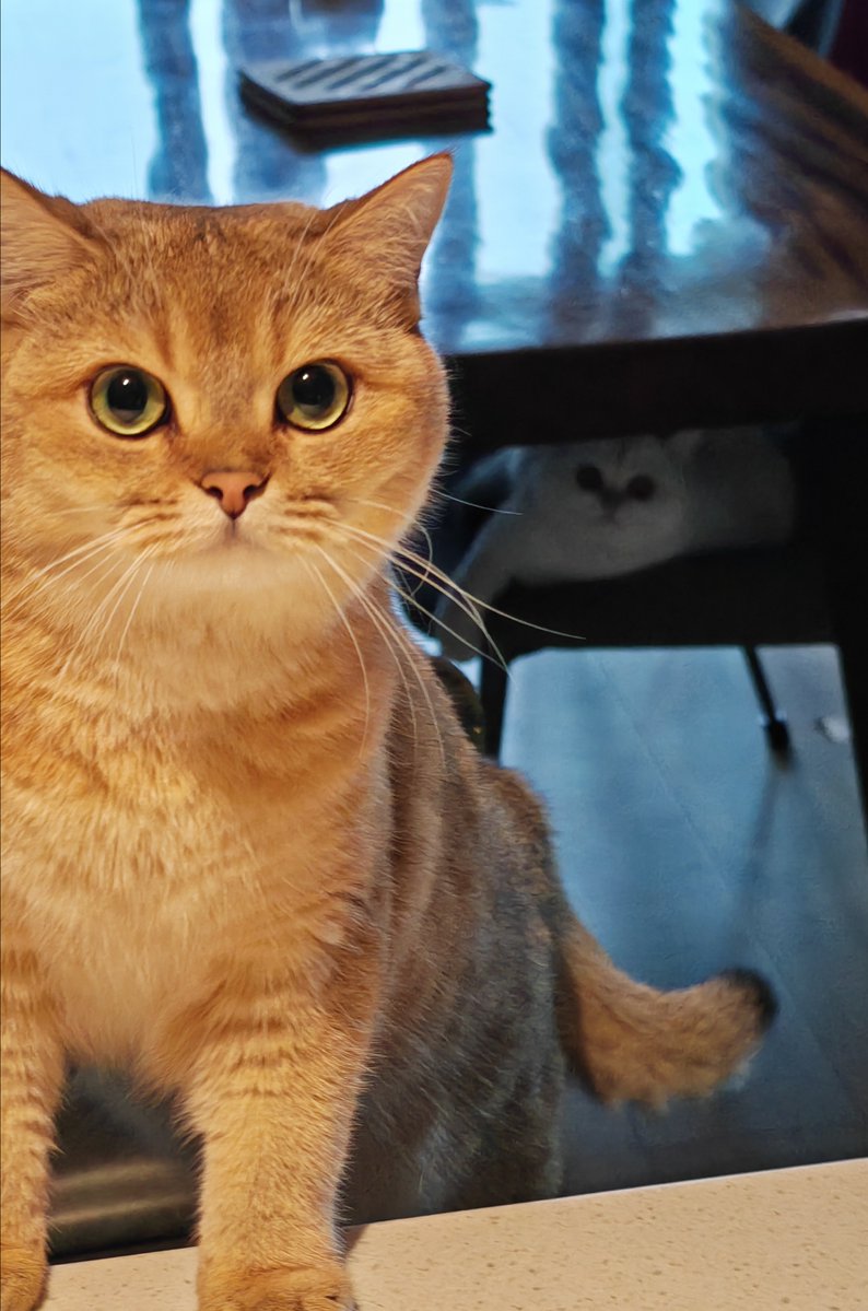 Ellis Sabini tweet media