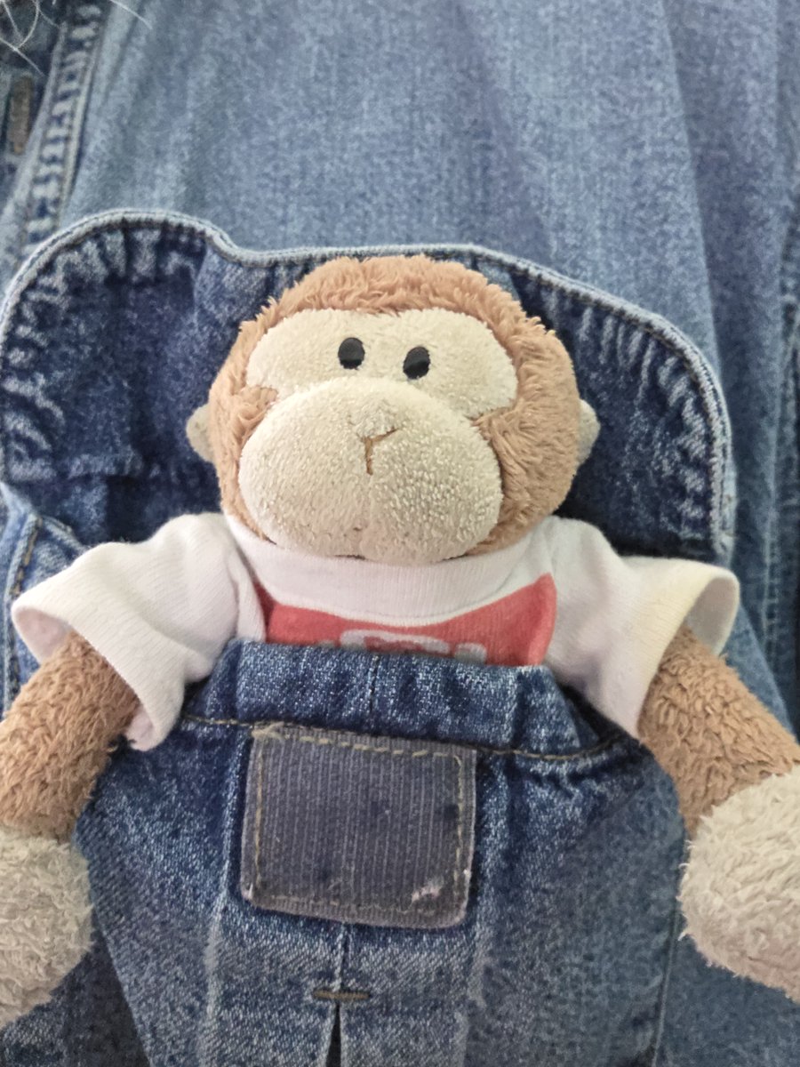 Anyone else (particularly my anipal friends) travel by shirt pocket like I do?