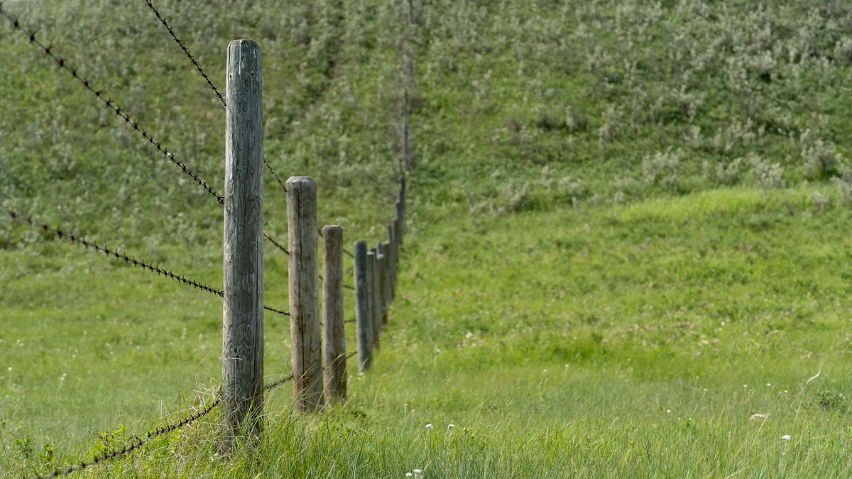 SKAgriculture's tweet photo. #DYK that in 2025, 35 km of cross fence was built with the purpose of preserving native rangeland? 

It was funded through the Resilient Landscape Agriculture Program as part of the Sustainable Canadian Agricultural Partnership.

Learn more: https://t.co/Qr31JLUSX8 

#SaskAG https://t.co/PfMNc5jFYy