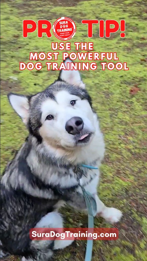 Sura Dog Training tweet media