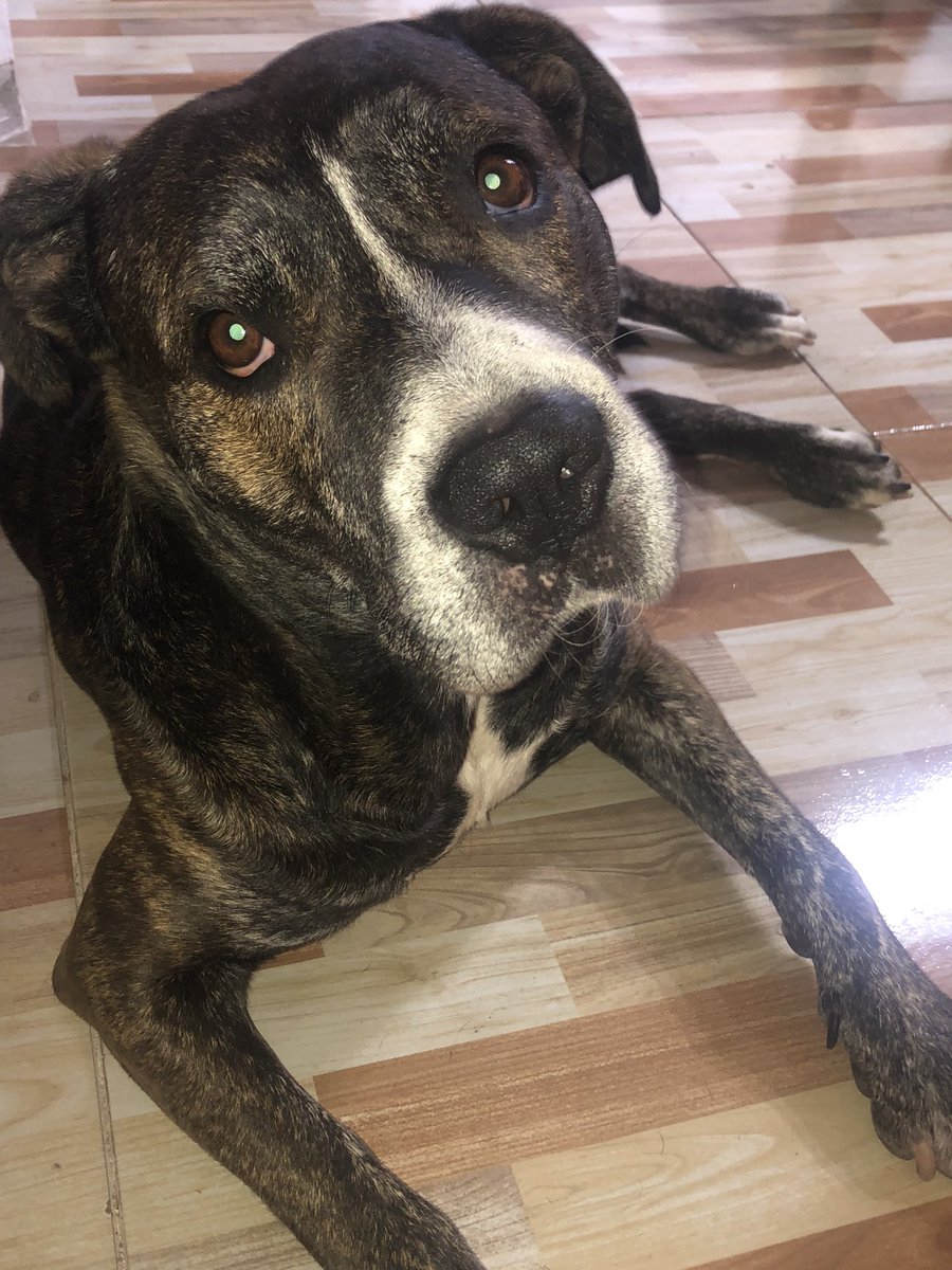 mi perro se echa justo donde voy a limpiar y no lo quito solo por la carita d cojudo k m pone miren