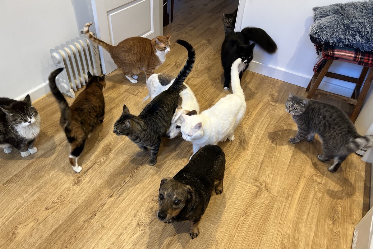 podweed's tweet photo. When you’re 3 cats adrift (outside 🙄) and your human is taking FAR too long serving supper…
#FeedUsHumanSlave https://t.co/ZTxsLkbkTB