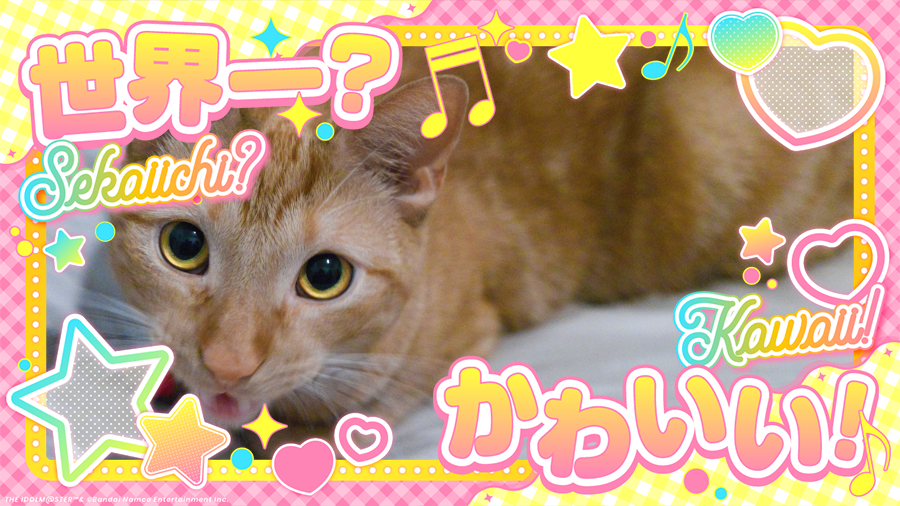 今日はうちの子（ビリー）のお誕生日です