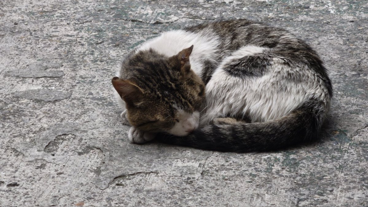 Este es FRIKY un gatito que deambula en el barrio Bosques de Mariana, ha sobrevivido a todo, por eso su nombre, es urgente conseguir que alguien lo adopte, su suerte no puede seguir siendo el  azar, una vecina lo alimenta, pero no es suficiente 😔😓
Cualquier info x DM.