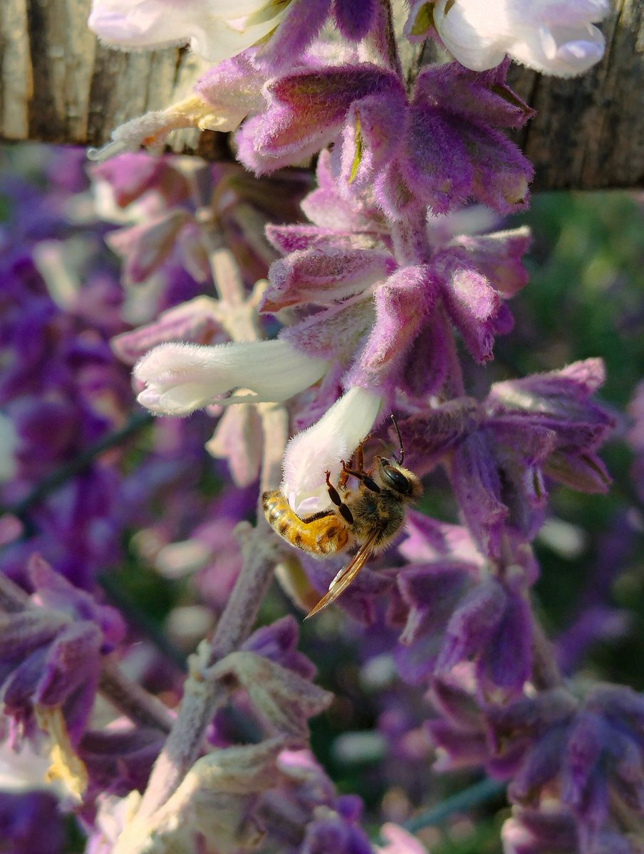 isacuricaverie's tweet photo. 📍Salvia leucantha 🪻🐝💜
#Sunbeeday 🐝 https://t.co/YqgsKvW1fu