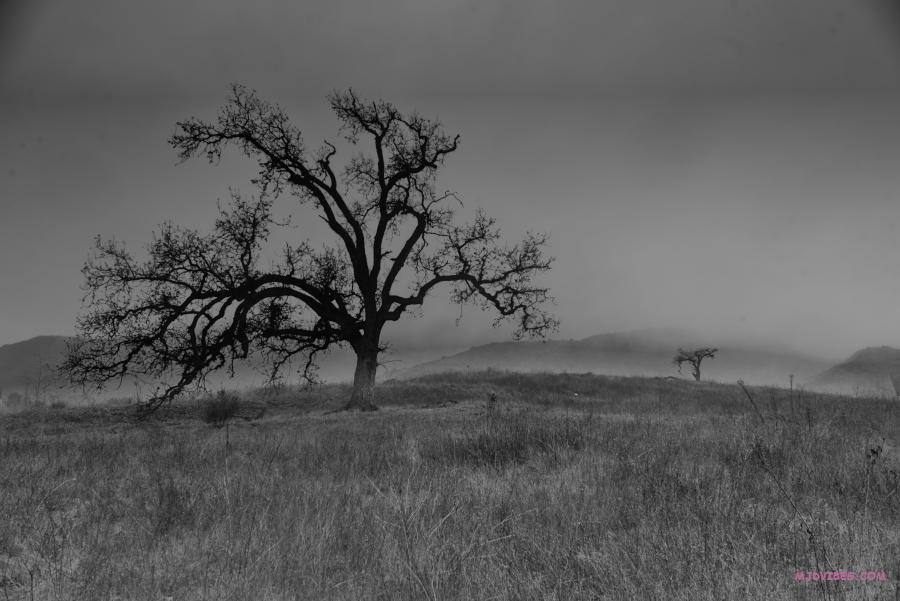 mjdvibes's tweet image. Branching Out in Stormy Weather, #landscape, #stormyweather, #nature, #blackandwhitephotography