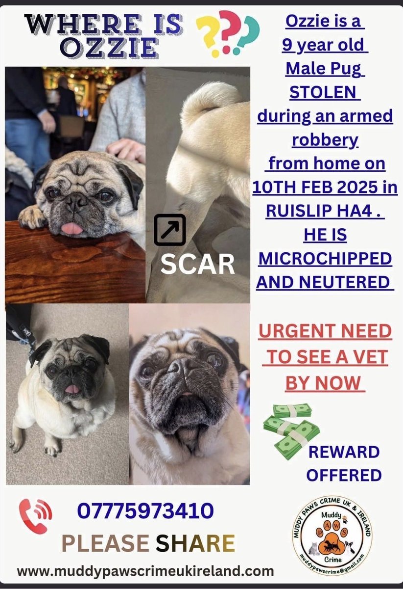 claireestannard's tweet photo. Poor Ozzie is still missing & his devastated owners are doing everything possible to find him ๐ข A share would help them so much, thank you @PeterEgan6 @rickygervais @GrumpyOldRick @millypod1 @muddypawscrime @LisaClareRead2
#stolendoghour #stolenpug #pug #pugs #lostdogs #dogs https://t.co/eivzhnY98i