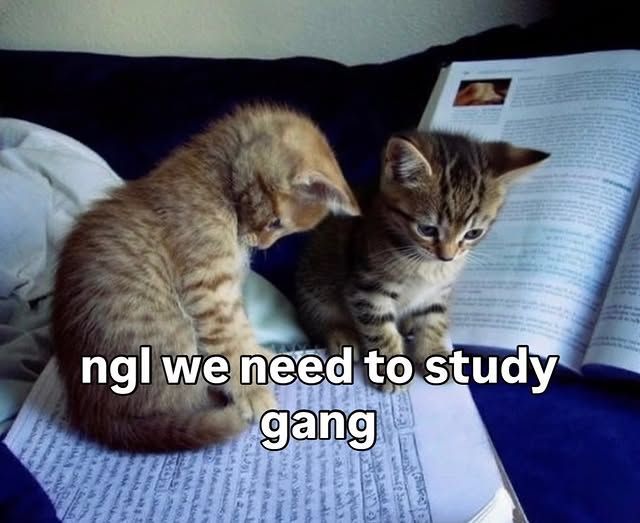 Tweets Of Cats tweet media