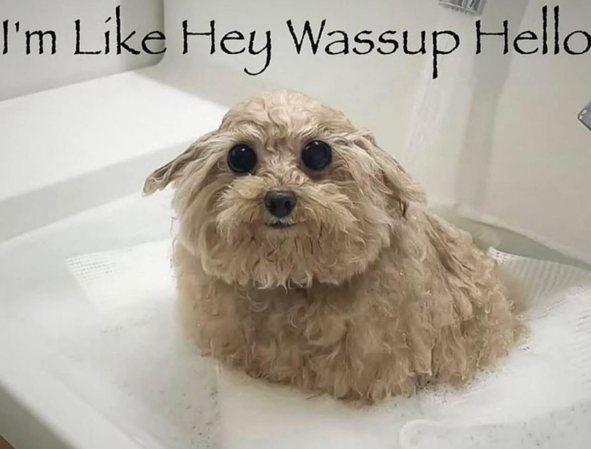 ‍ ‍ ‍ FAREWELL ‍🦌 ۪ ݁ ‍ 𝓐NGELINA. ‍ ‍ ‍ tweet media