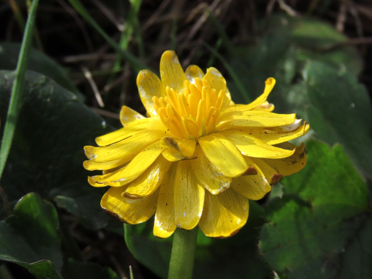 _Stickybeak's tweet image. This magnificently mutated Lesser Celandine was easily our favourite flower of the week - truly outstanding in its field 😆 #WildflowerHour
