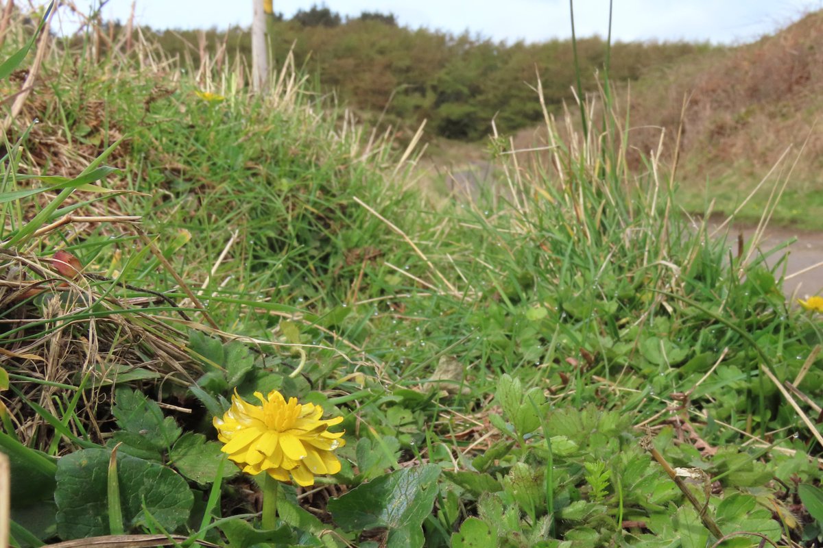 _Stickybeak's tweet image. This magnificently mutated Lesser Celandine was easily our favourite flower of the week - truly outstanding in its field 😆 #WildflowerHour