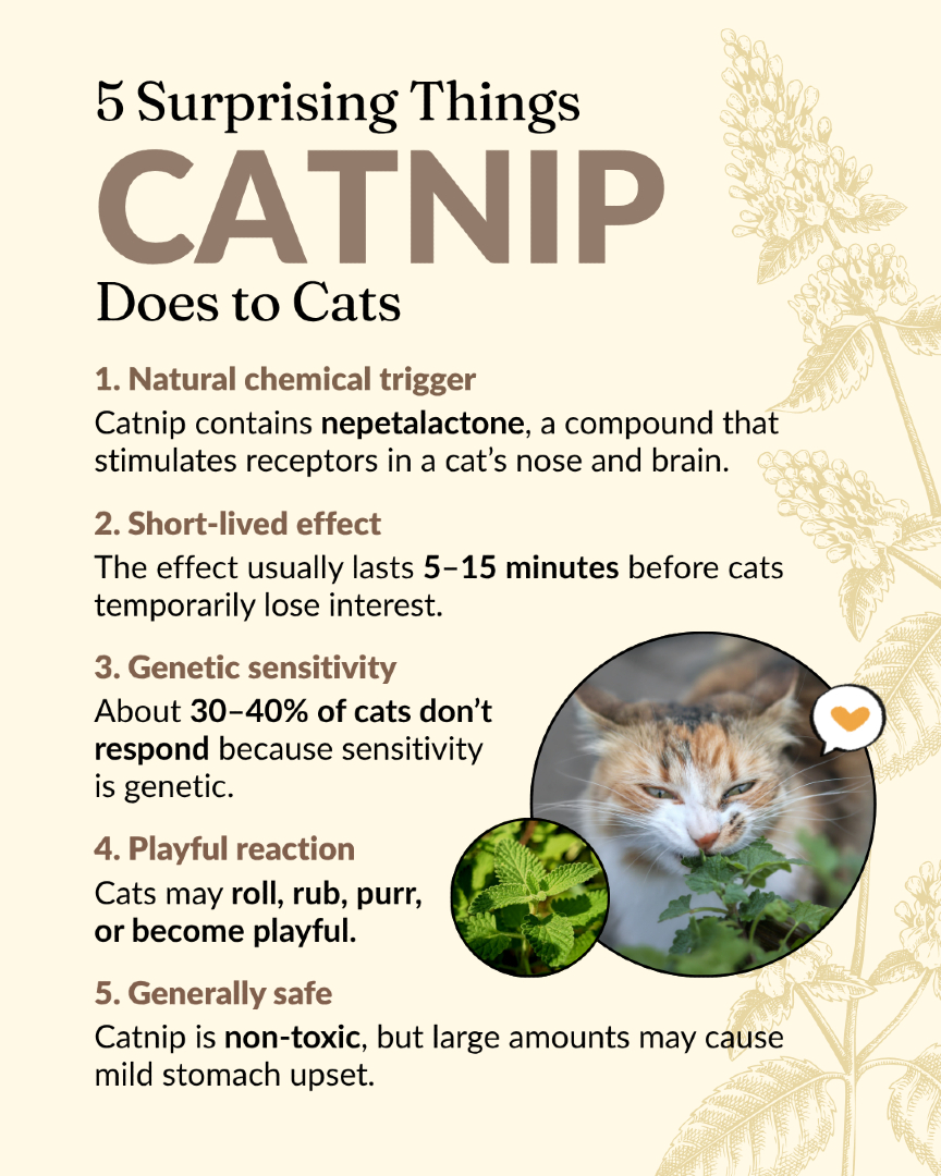 VitalPetLife's tweet image. Catnip affects cats in surprising ways 🌿🐱

Some go playful, some stay calm, and some don’t react at all.
It all comes down to science and genetics.

#Catnip #CatFacts #CatBehavior