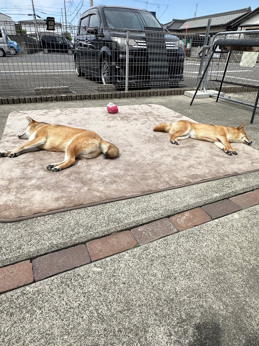 柴干し。

#柴犬りくと
#柴犬うみ
#柴犬のいる生活