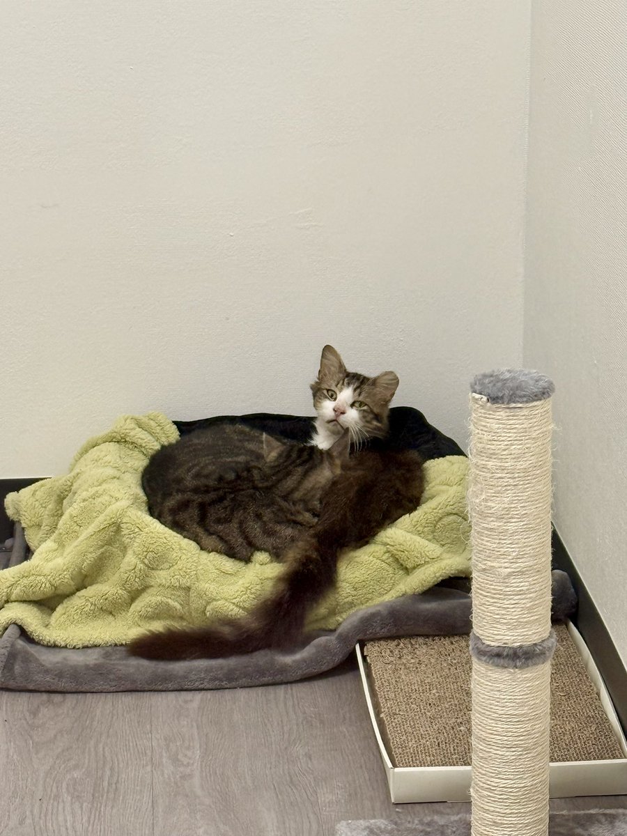 Friends of Bear Cat Rescue tweet media