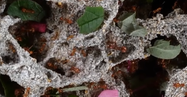 Limitless_Tours's tweet image. They are simple &amp;amp; tiny yet super civilised creatures we take for granted or know less about. They are the Ants. Check their secrets and mysteries
limitlesstoursuganda.com/2026/04/12/the… #NatureBeautiful #civildefense #civilisation