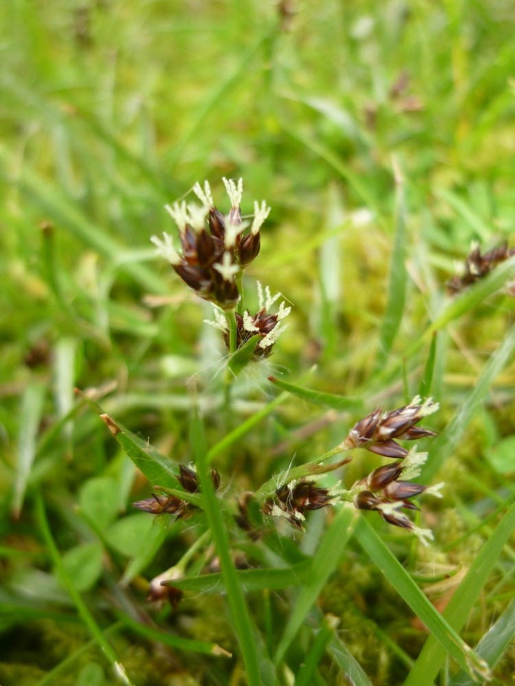 CommunityGdnsLondon tweet media