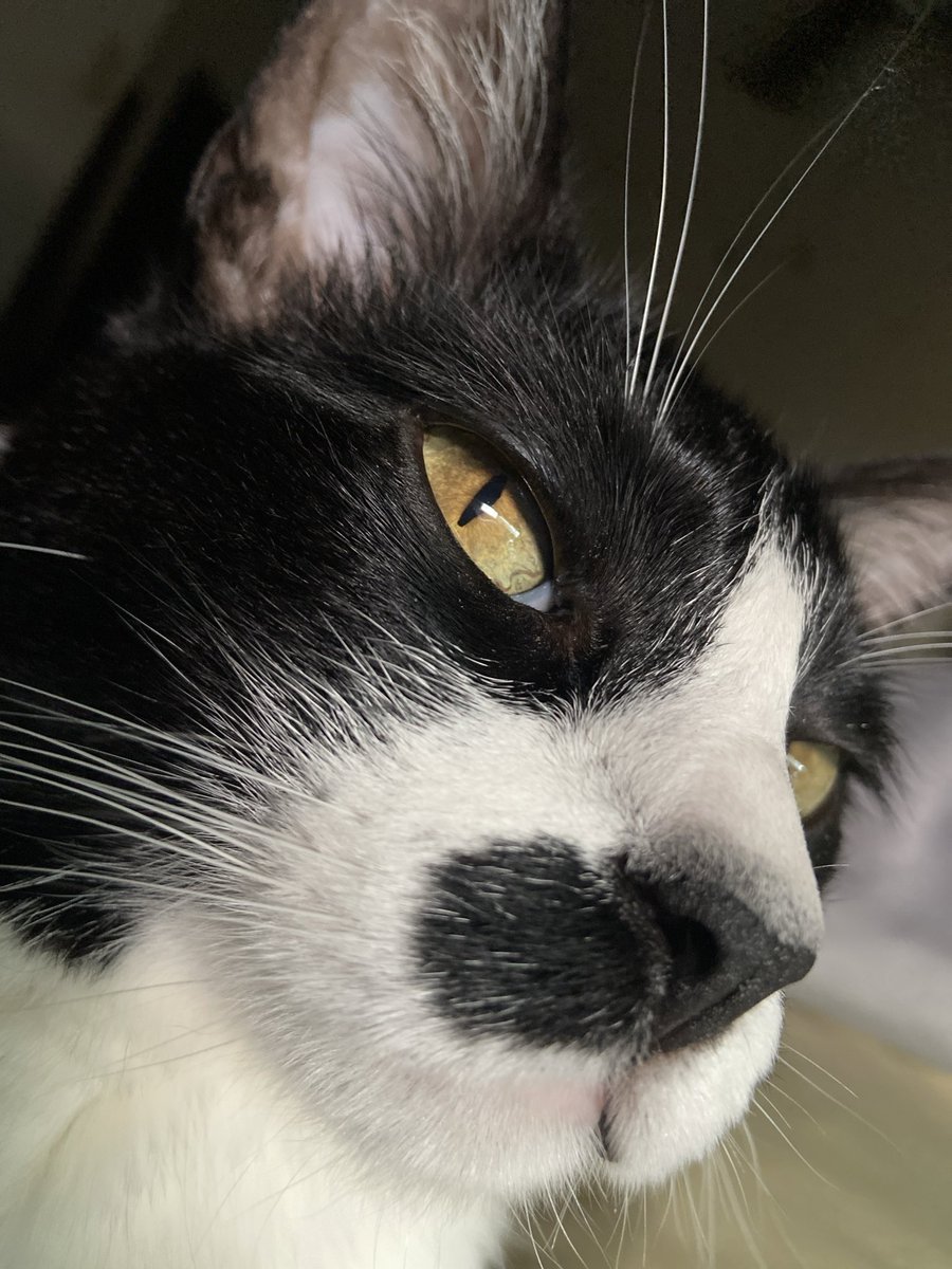 Im Bubby tweet media