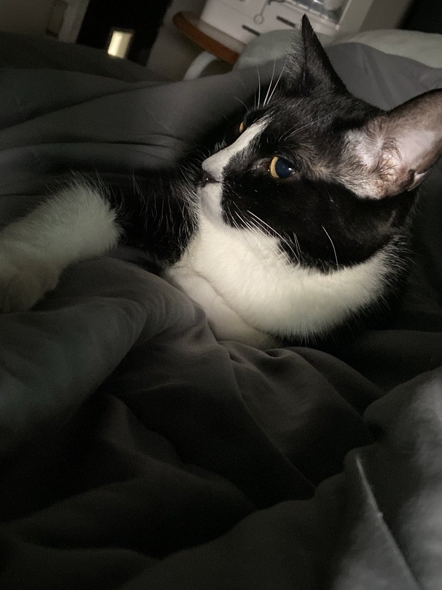 Im Bubby tweet media