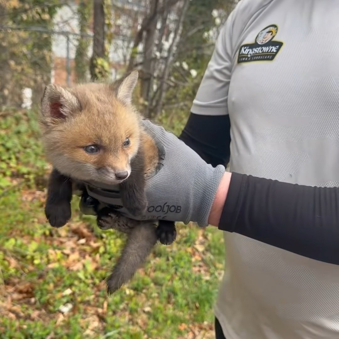 🍁 𝓣𝓱𝓮 𝓕𝓸𝔁 𝓛𝓲𝓯𝓮 🌾🦊 tweet media