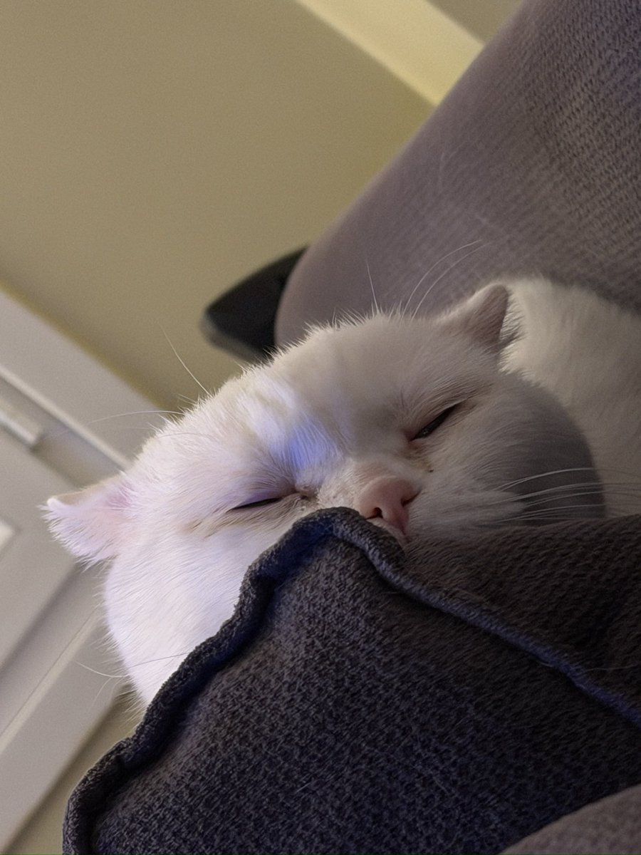 Ecesu Sertesen tweet media