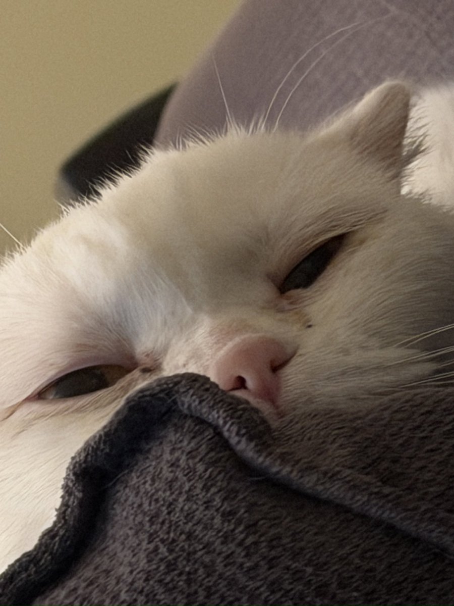 Ecesu Sertesen tweet media