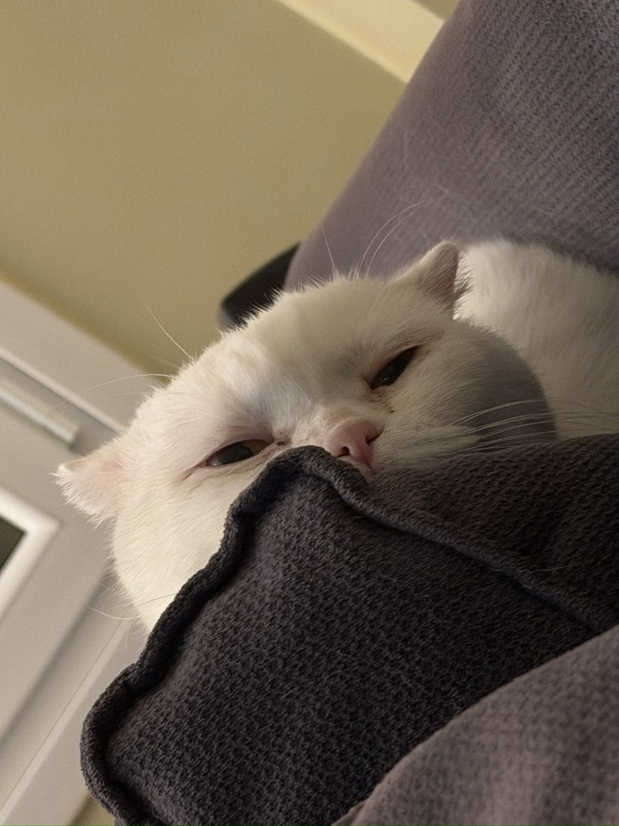 Ecesu Sertesen tweet media