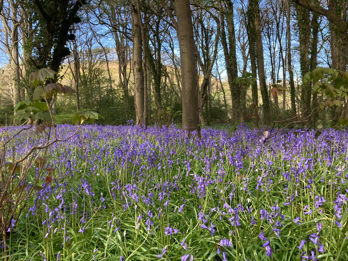 noddingoff123's tweet photo. Bluebells in west Wales. Flowering earlier than usual this year.
#wildflowerhour
#WoodlandPlants https://t.co/jvph1615ji