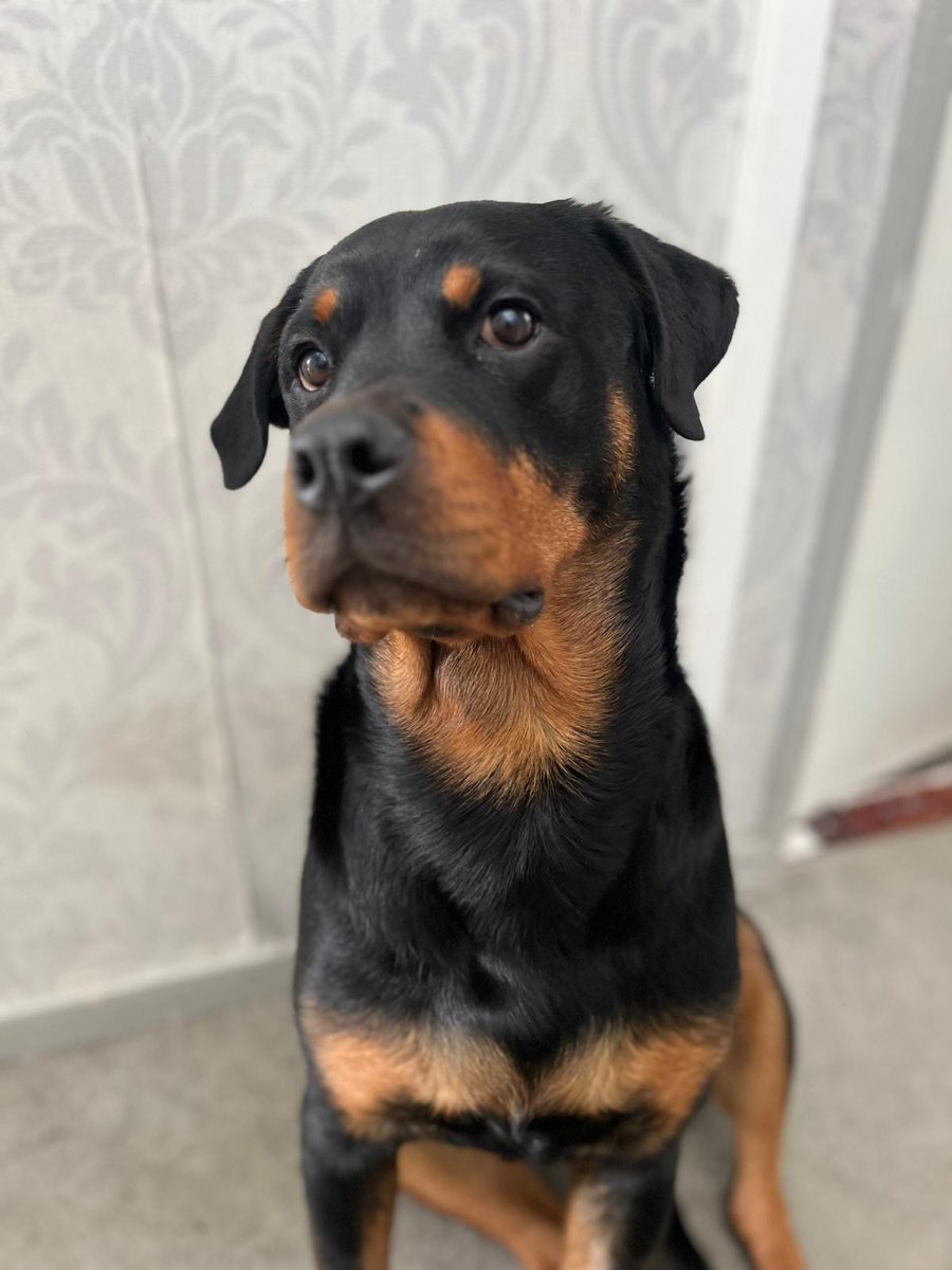 MissingPetsGB's tweet image. TYSKIE is #missing from Peckham Bush #Tonbridge #TN12 since 11 April 2026
She is nine months old, with an injury to her back left leg
Please don’t chase or try to catch her, please contact asap if any sightings #stolendoghour