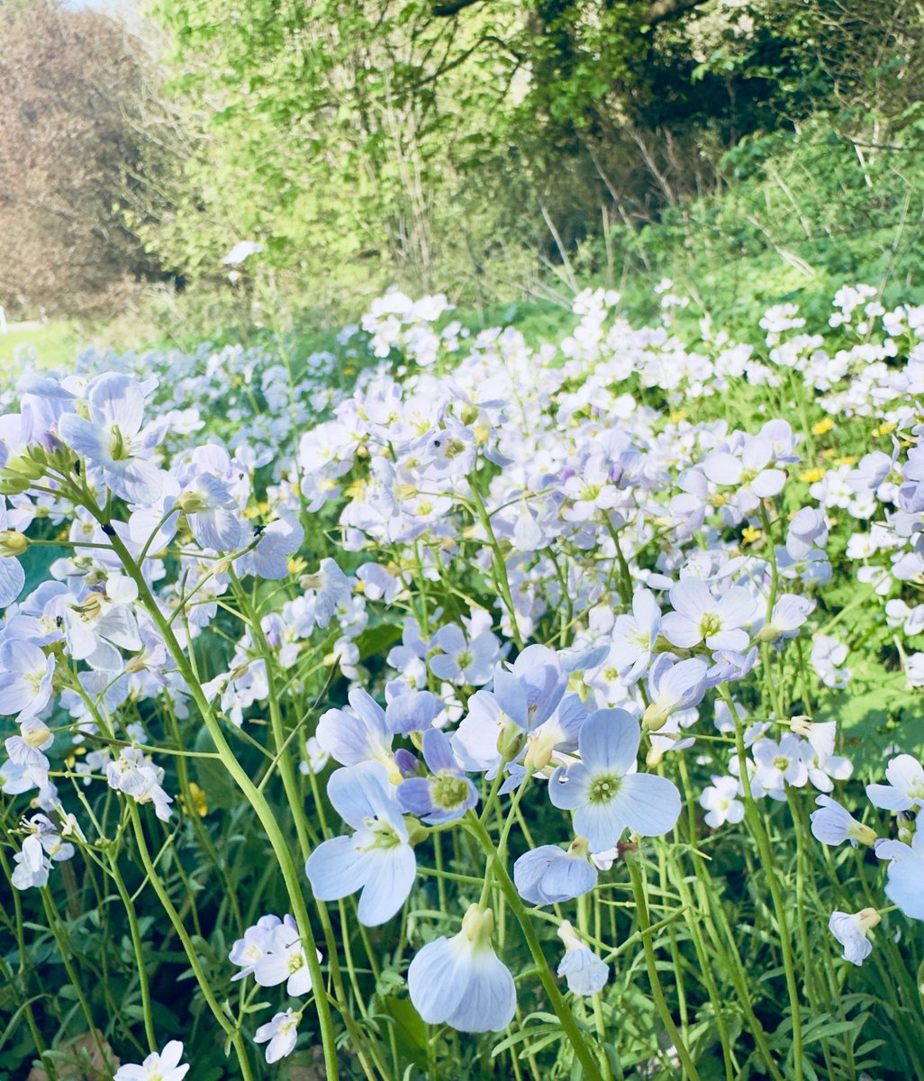 Sheep’s Head Nature tweet media