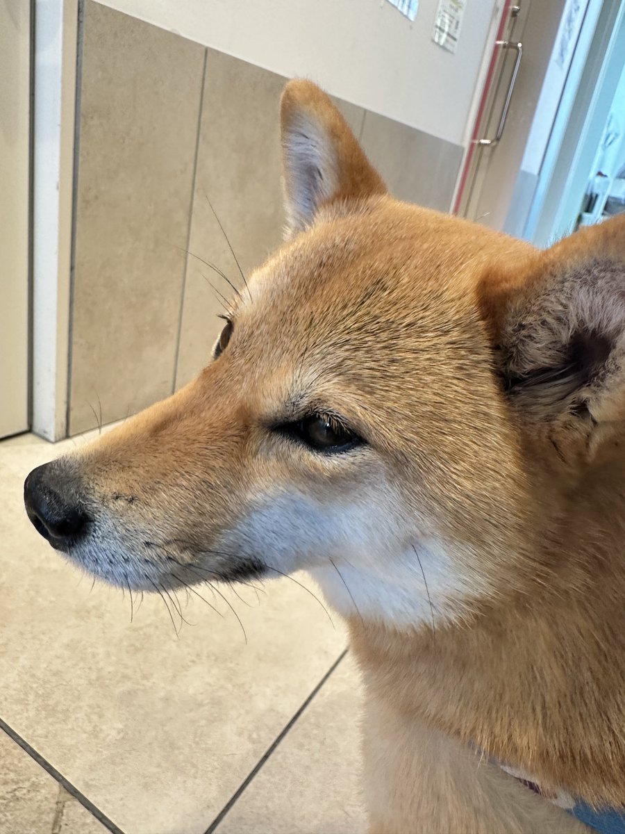 うーたんお腹ゆるゆるな翌日の朝嘔吐までしたから救急外来で動物病院に行ったんだ
そしたら緊急性がないからあと30分くらいで診察始まるから予約して待ってて言われたんだ
言われたとおりにして診てもらったの約4時間後
悪化したり、最悪亡くなったらどう責任取ってくれるんだろね
ブチギレてやったわ