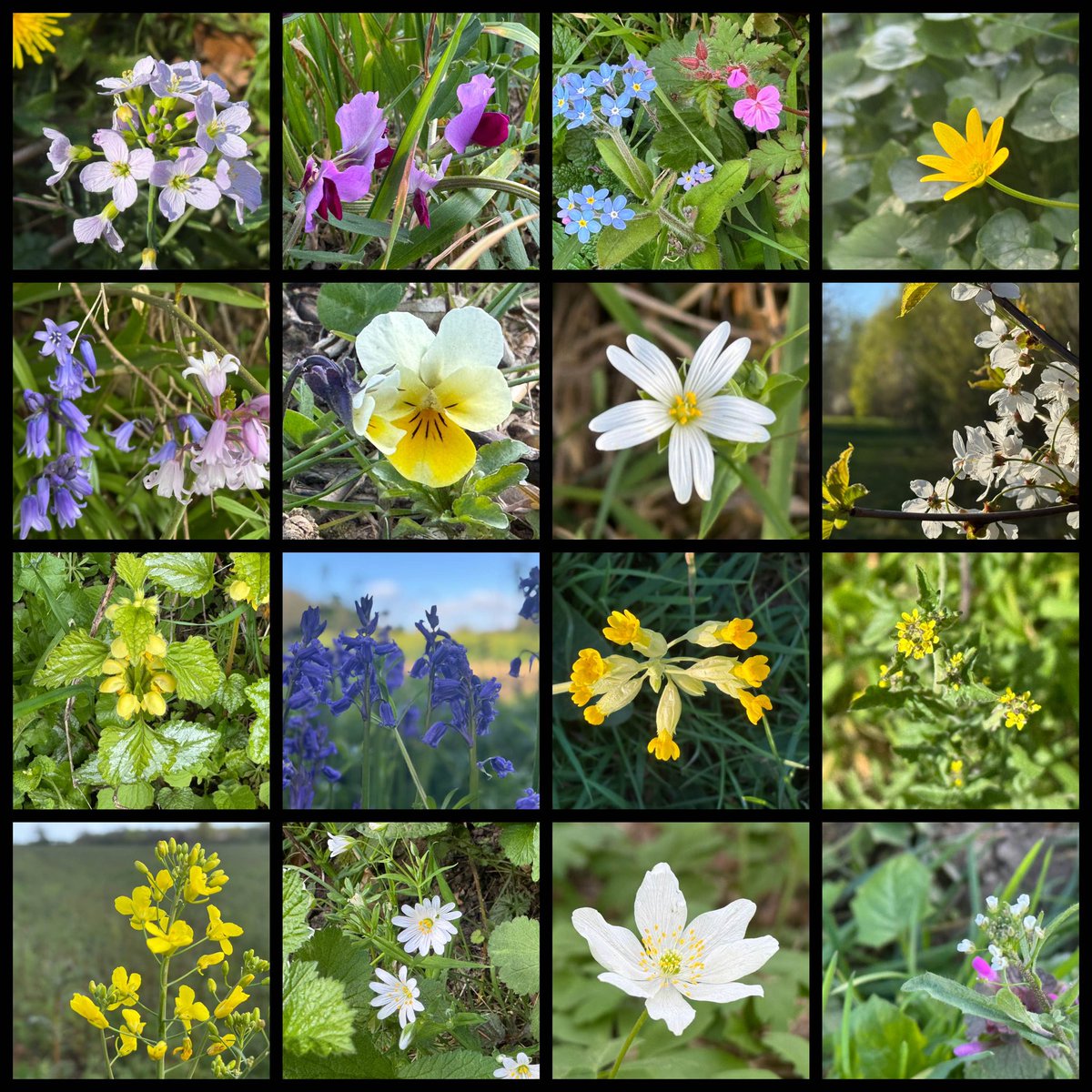 Sue Nelson tweet media