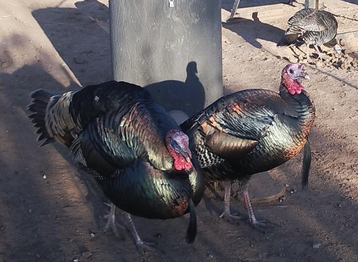 Jackalope-Hunter tweet media