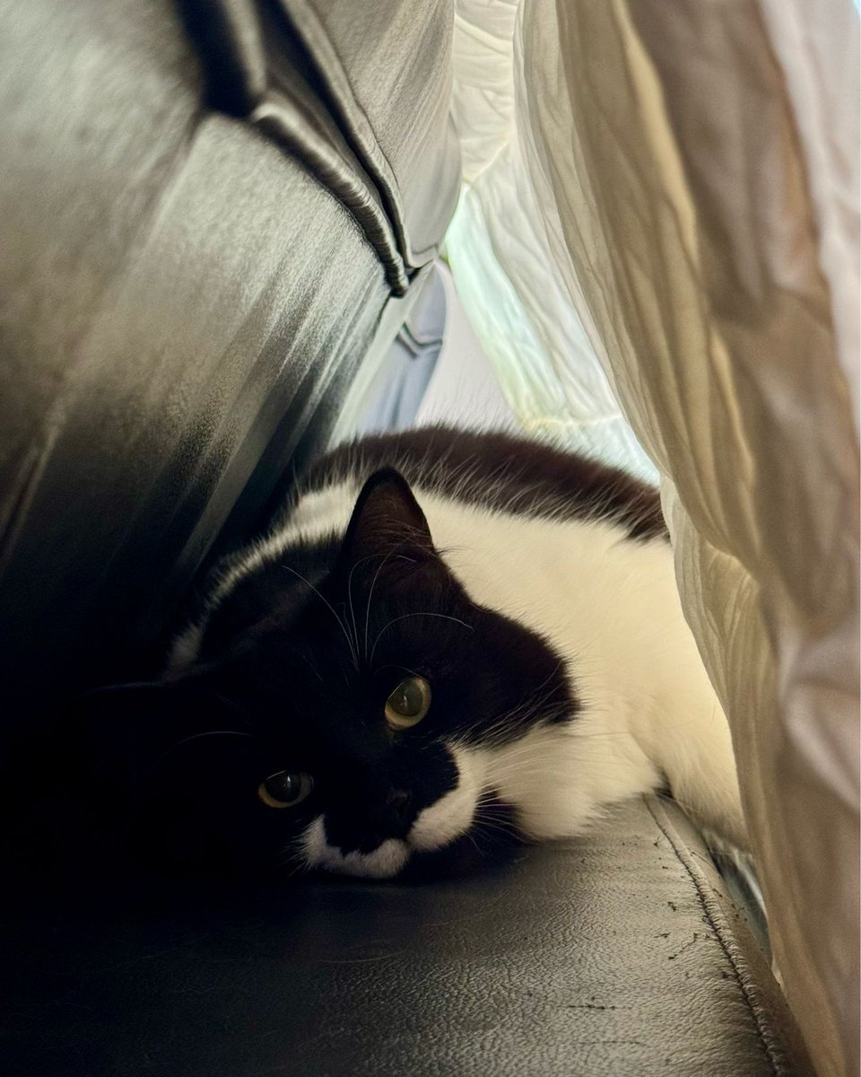 Nate Piekos of Blambot tweet media