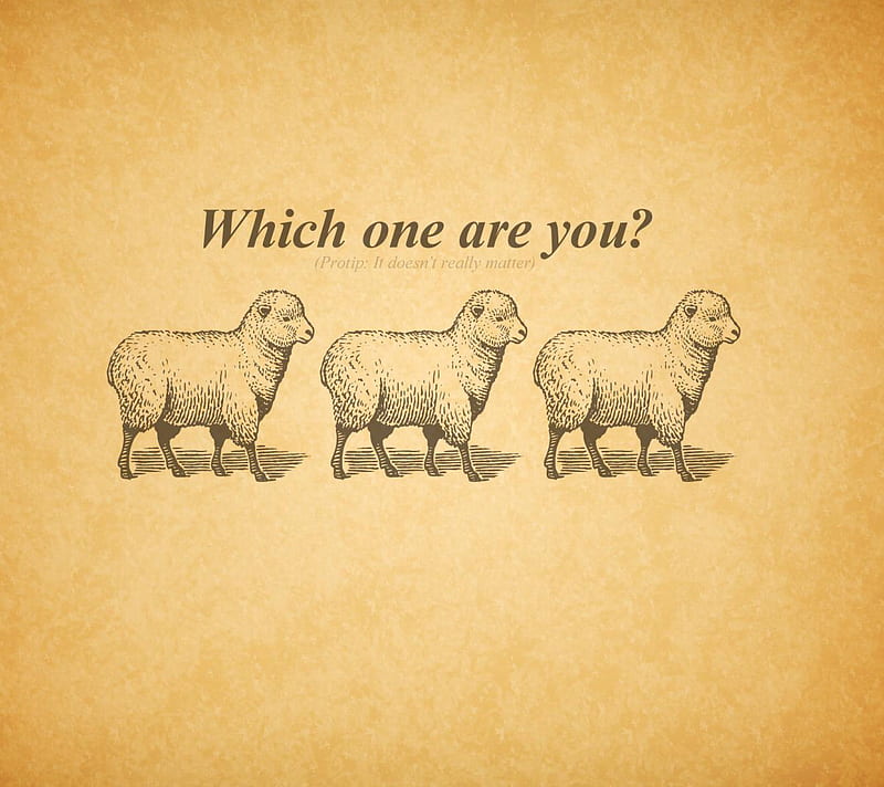 🐑 Sheepo Le Mouton 🐑 tweet media