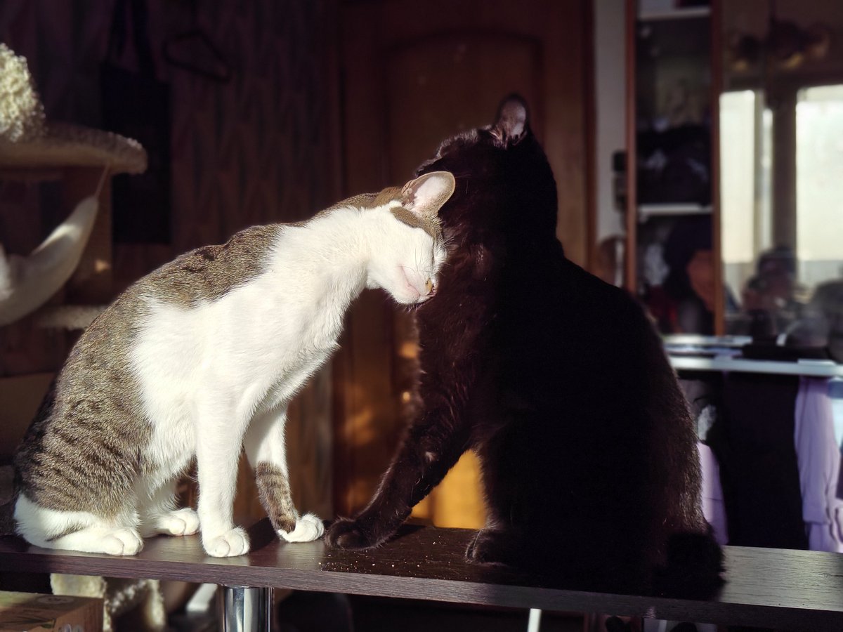 varnakanyo's tweet photo. @_straysheep_k Привет ))
Ты красивая, а котик такой серьезный!

А это мои котики
Я из Москвы, сейчас учу японский, в ноябре я была в вашей прекрасной стране ))) https://t.co/ZHhxxsKCFw