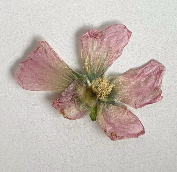 𝑓𝑙𝑜𝑟𝑎 tweet media